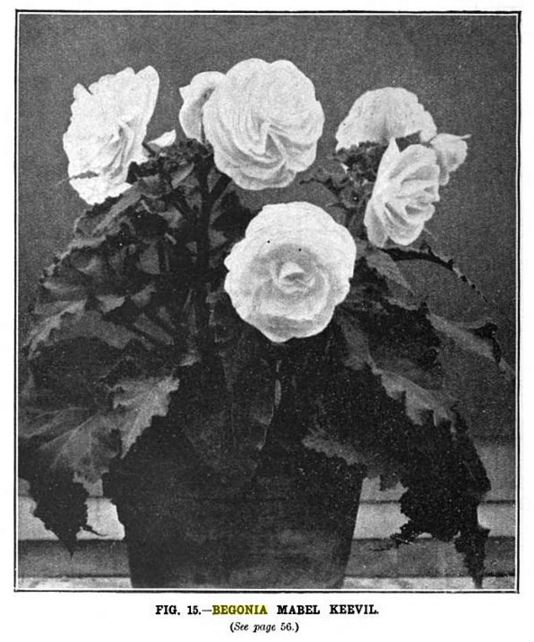 B. ‘Mabel Keevel’